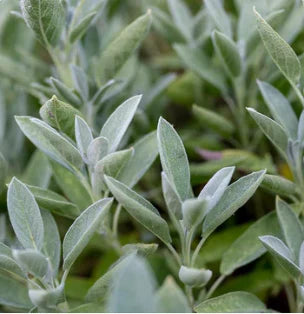 Bloobeac® Blemish Removing Beauty Cream image Bloobeac® Blemish Removing Beauty Cream